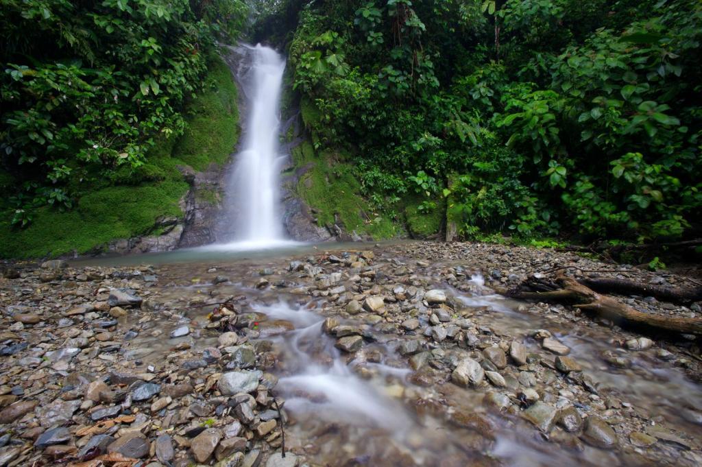 Selva Bananito Lodge Westfalia Exteriér fotografie