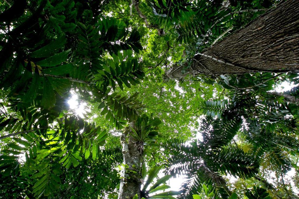 Selva Bananito Lodge Westfalia Exteriér fotografie